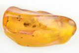 Detailed Fossil Hump-Backed Fly (Phoridae) In Baltic Amber #200194-1